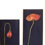 Coming into bloom -  Dramatic on Black - Poppies from bud to full flower<br />2008 - Oil on canvas, 20 x 20, 20 x 30, 20 x 40 & 20 x 50 cm 